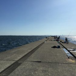 ハマチ・サゴシ